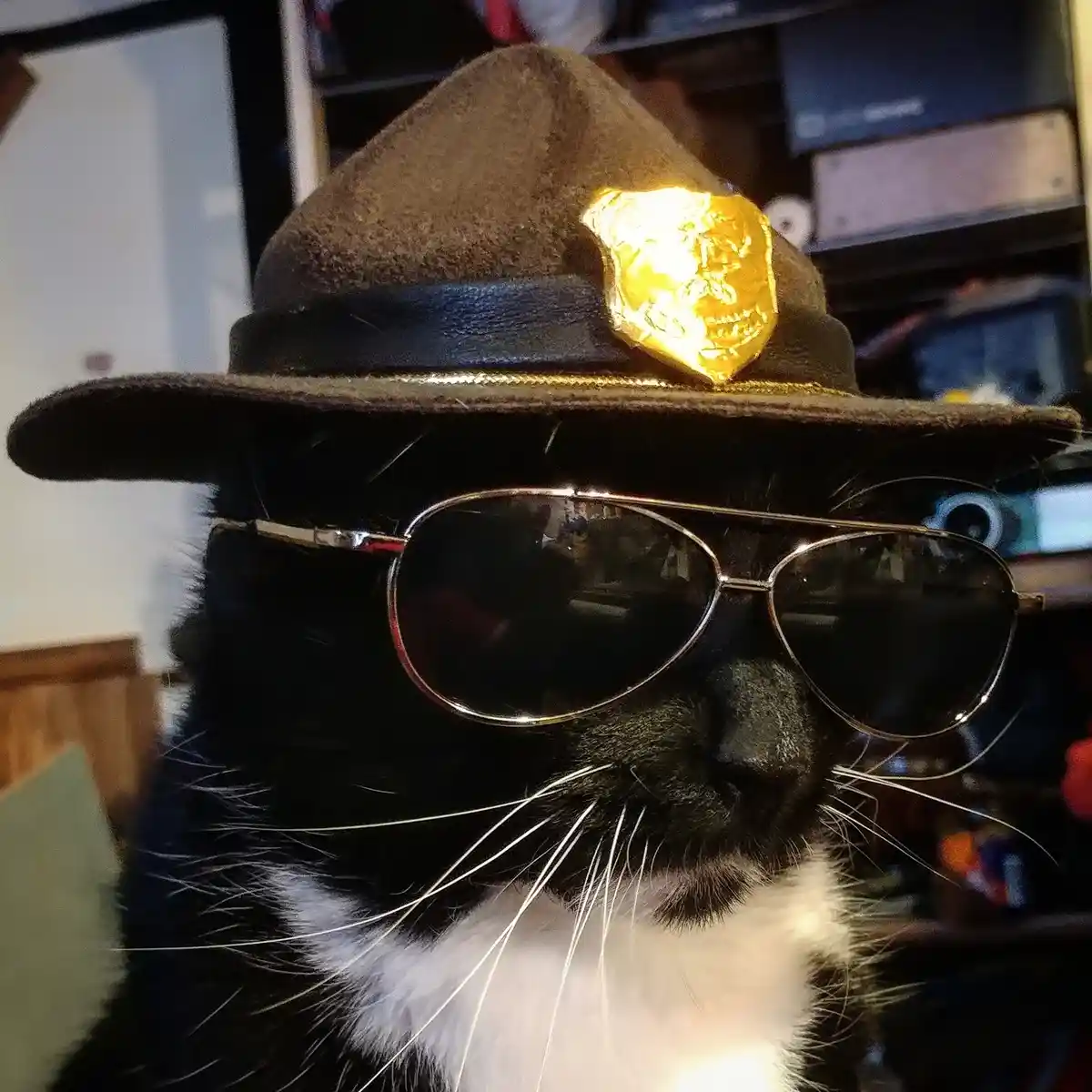 A black and white cat wears a brown police-style hat with a shiny gold foil badge and dark aviator sunglasses, looking…