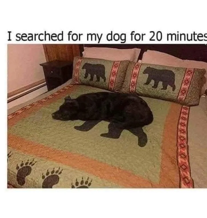 A black dog is lying on a bed covered with a quilt and pillows that have bear silhouettes and paw print patterns. The…