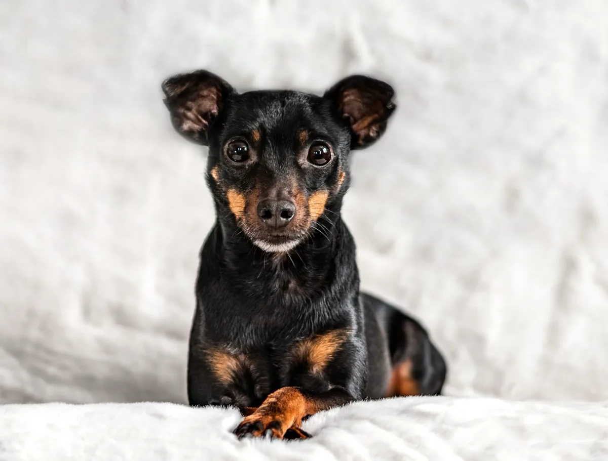 A small black and tan dog with large, expressive eyes sits attentively on a white textured blanket, looking directly at the…