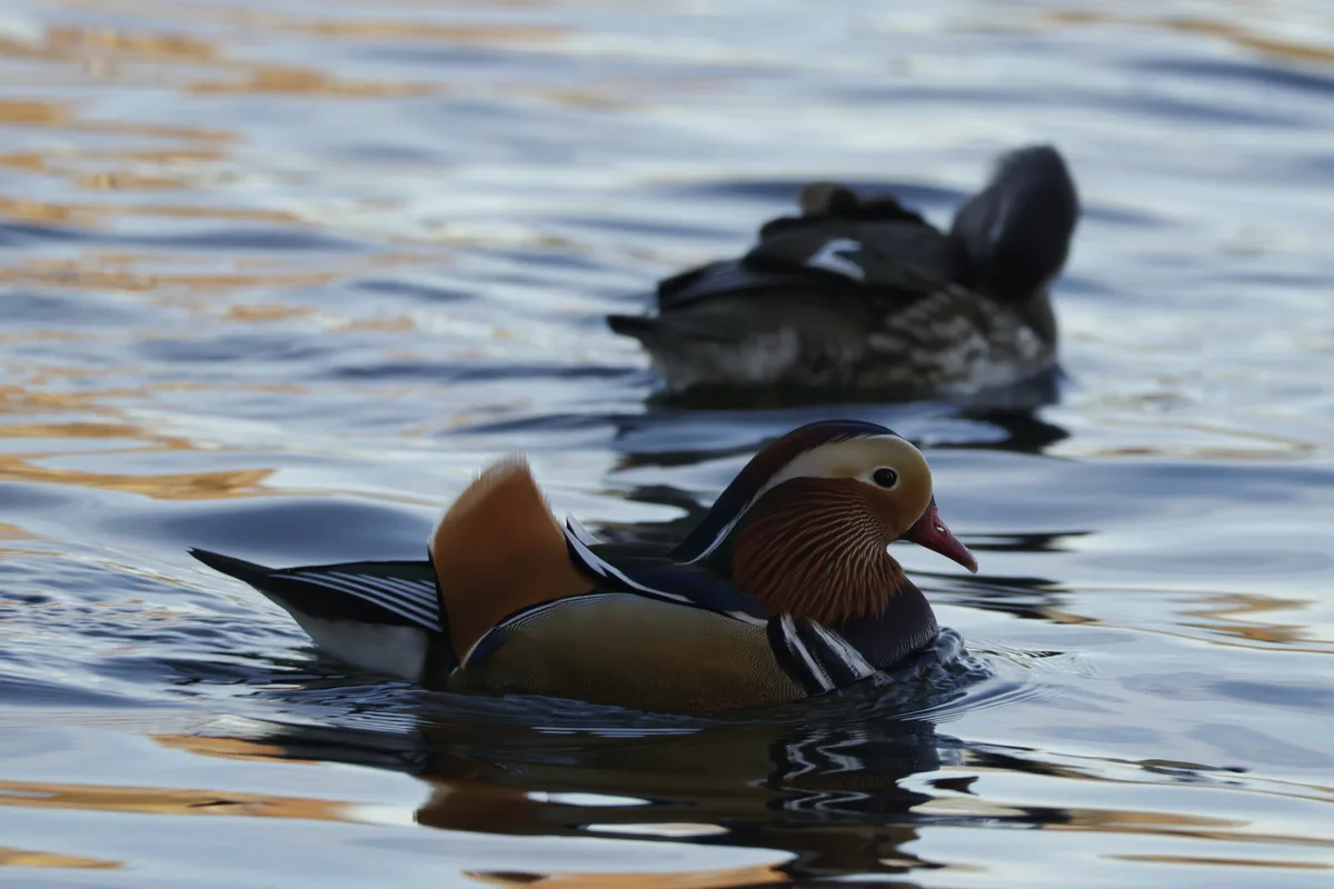 A vibrant, colorful male mandarin duck swims in the foreground of a calm body of water, while a duller, camouflaged female…