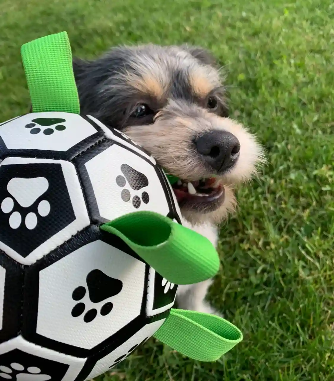 A small, fluffy dog with a black, white, and tan coat is holding a black-and-white soccer ball decorated with paw prints and…