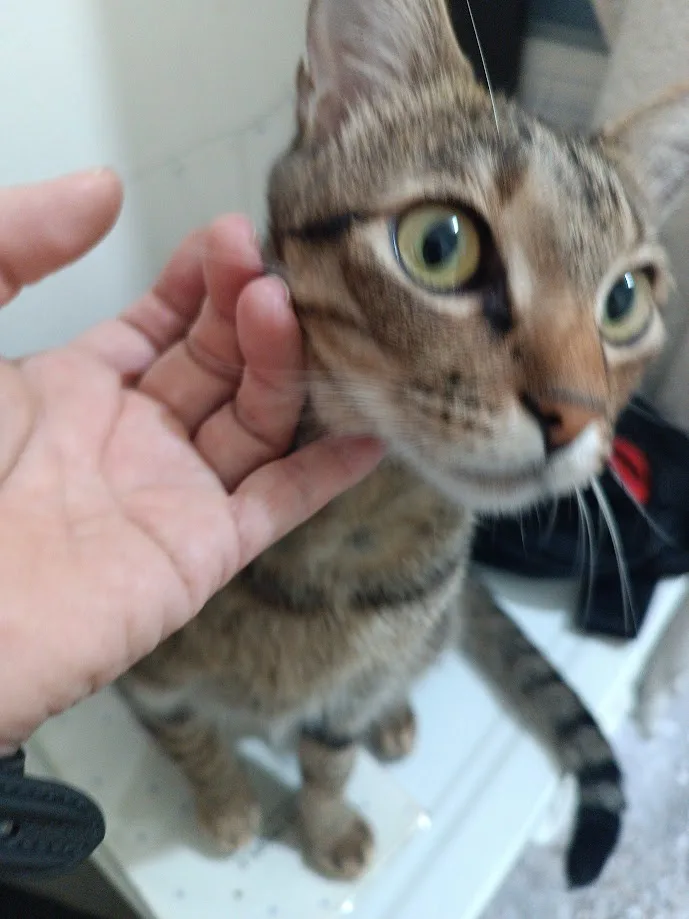 More Cat Moments: The Feline Life