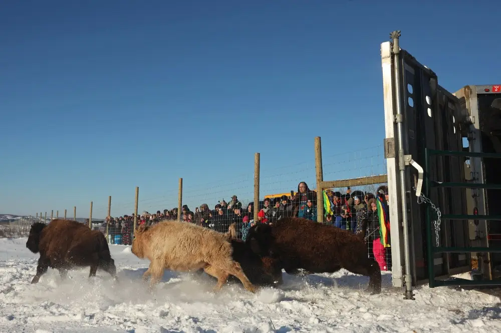 Three bison are seen in a snowy enclosure, with one light-colored bison in the center appearing to be pushed or shoved by…