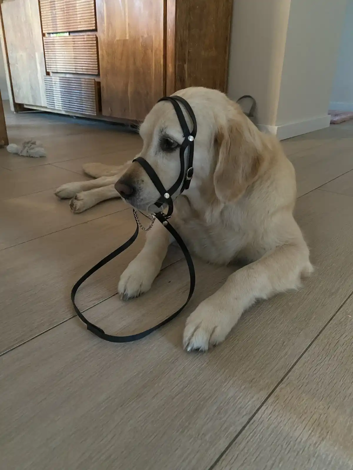 A golden retriever puppy is lying down on a light wood floor, wearing a black halter-style leash that is attached to its…