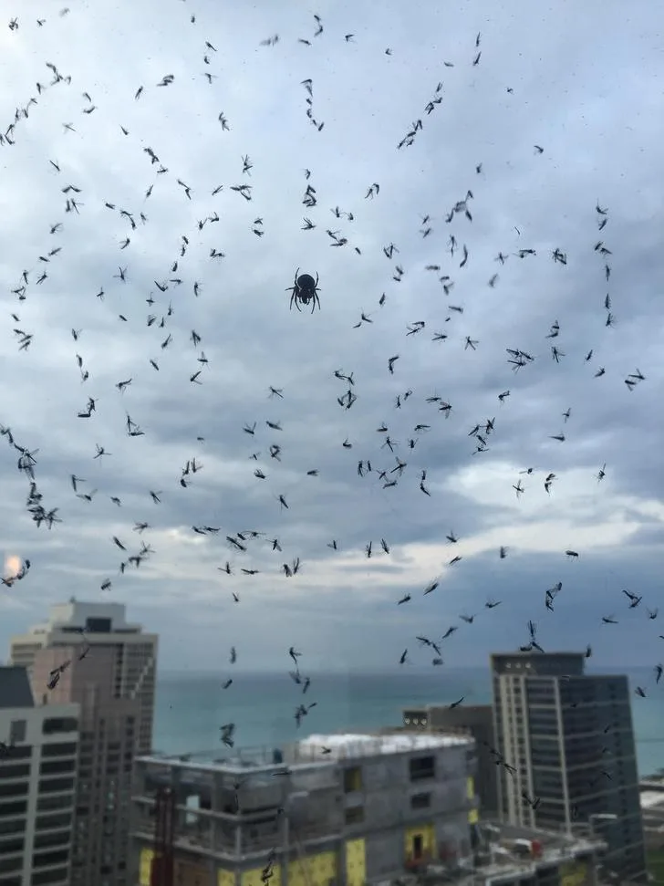 A black spider sits in the center of a large, intricate web stretched across a window, with hundreds of small black flies…