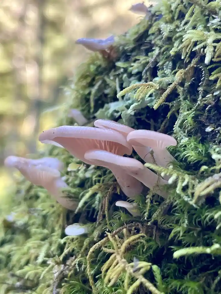 A gentle reminder to pause and appreciate nature on your next hike.