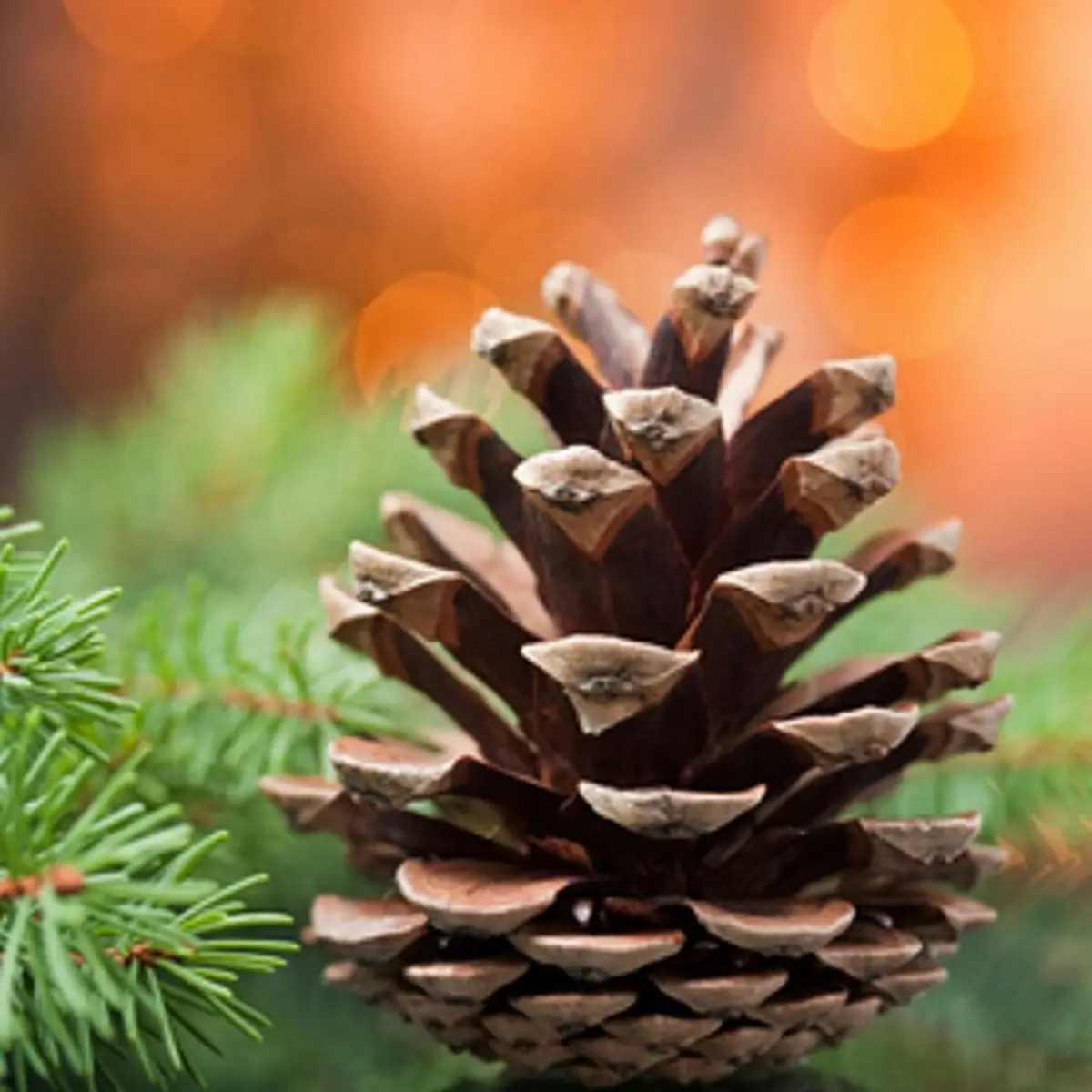 All hail Team Pinecone!