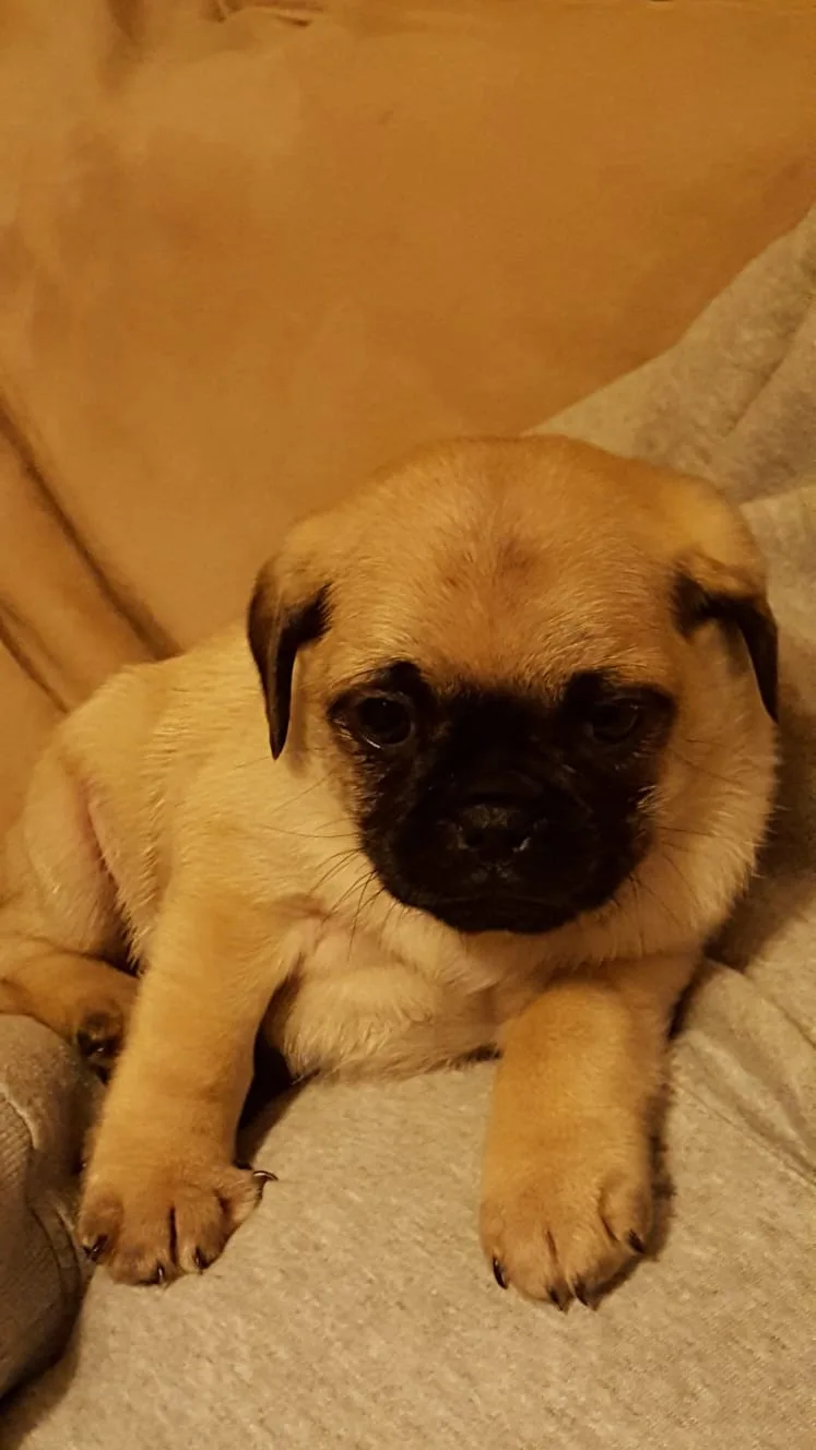 Adorable BK Puppy and His Older Companion