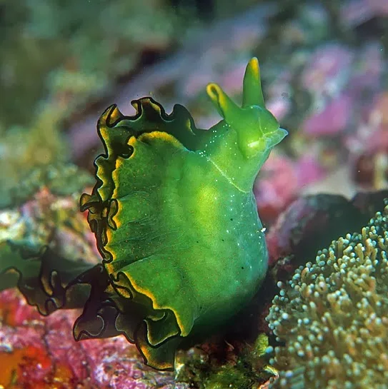 A vibrant green sea slug with ruffled edges and two yellow-tipped antennae rests on colorful coral and rocks underwater. The…