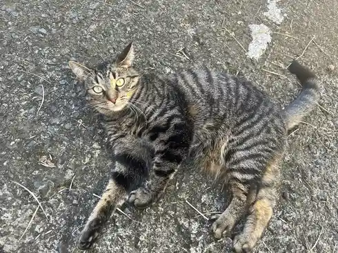 A tabby cat with green eyes lies sprawled on a gravelly asphalt surface, looking up at the camera with a relaxed but…