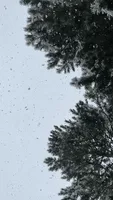 Six small images arranged in a 2x3 grid show a view looking up through pine tree branches against a pale sky. In the center…