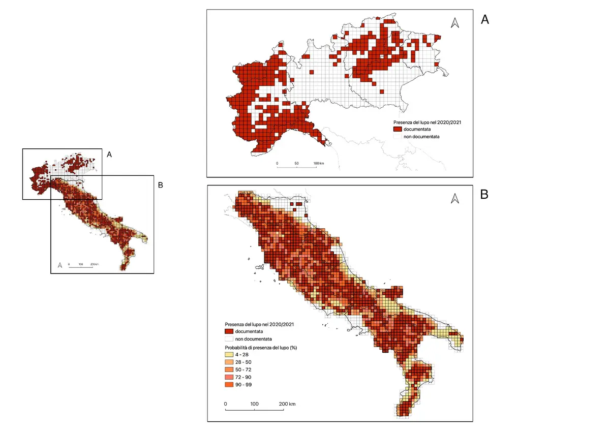 Two maps of Italy show wolf presence data: the top map uses red and white squares to indicate documented (red) versus…