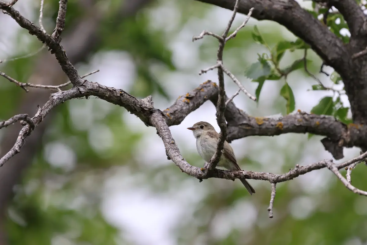 A small brown and white bird perched on a tree branch with green foliage in the background. The bird appears calm and still…