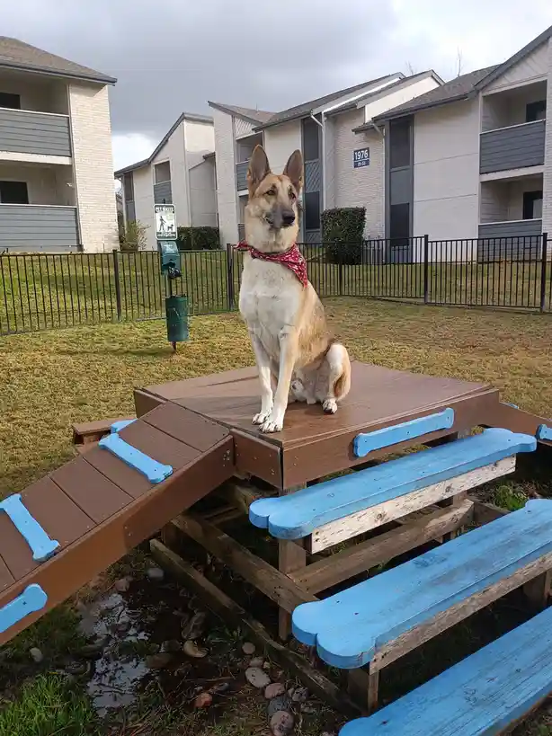 A German Shepherd dog wearing a red bandana sits upright on a wooden picnic table with blue bone-shaped bench ends in an…