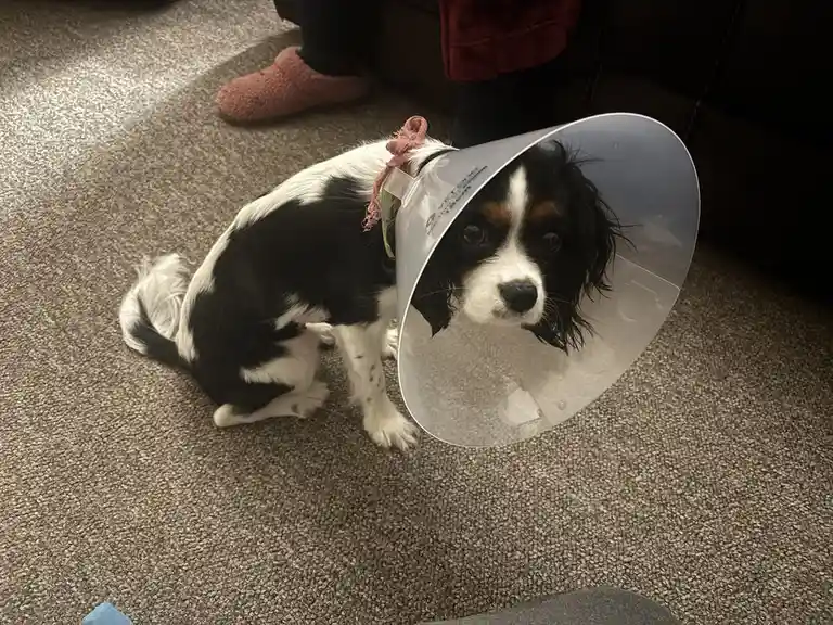 A small black and white dog with brown markings sits on a carpeted floor wearing a clear plastic veterinary cone. The dog…
