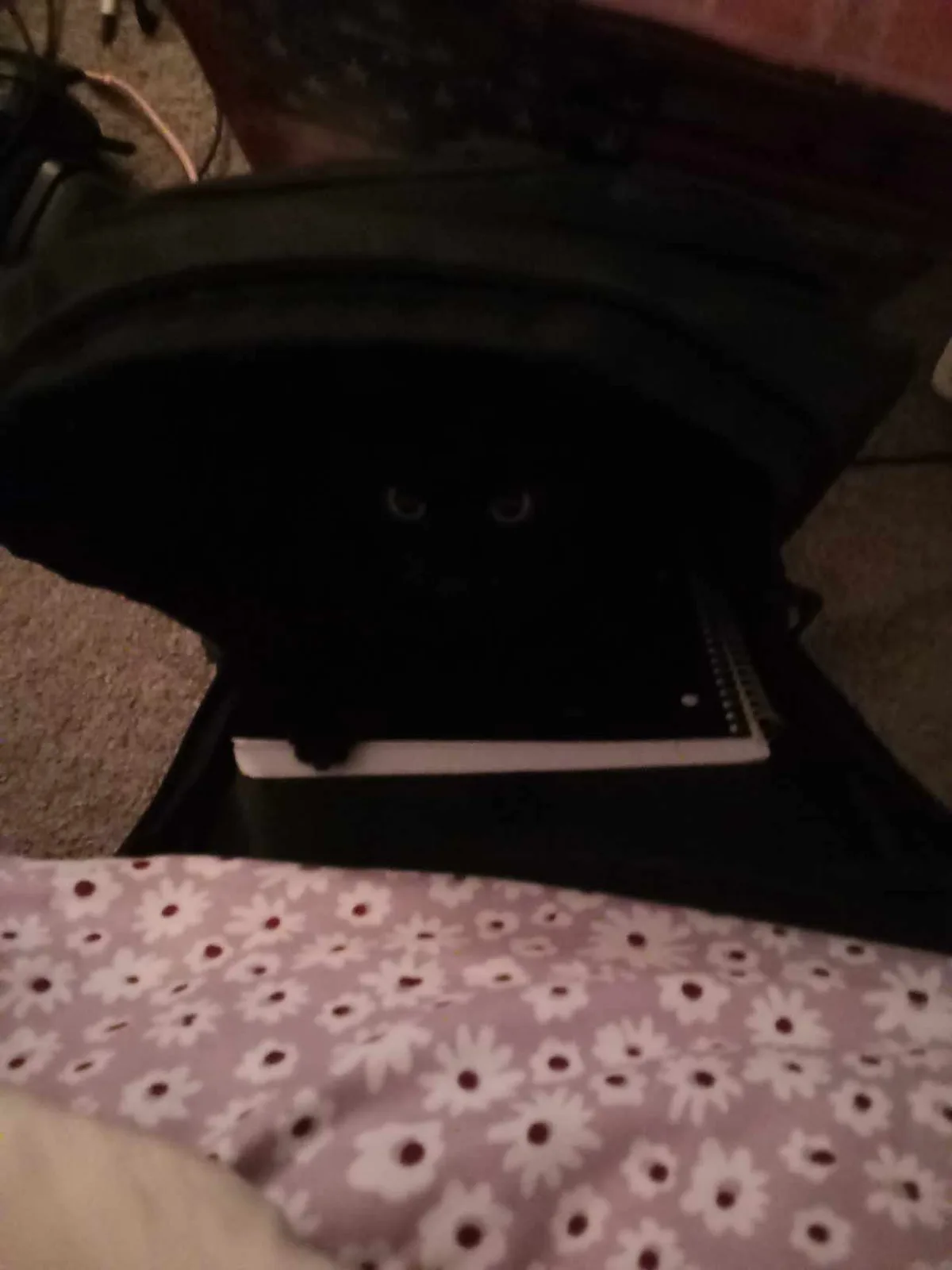 A dark, open backpack sits on a floral-patterned surface, with only two glowing eyes visible inside, suggesting a cat hiding…