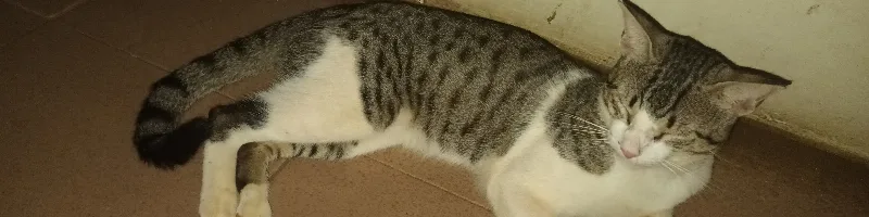 a gray and white tabby cat is lying on its side on a brown floor, eyes half-closed in a sleepy or relaxed state. The cat's…