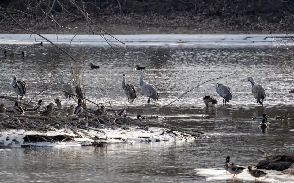 A natural photograph shows several large gray cranes standing in shallow water alongside numerous smaller ducks, with…