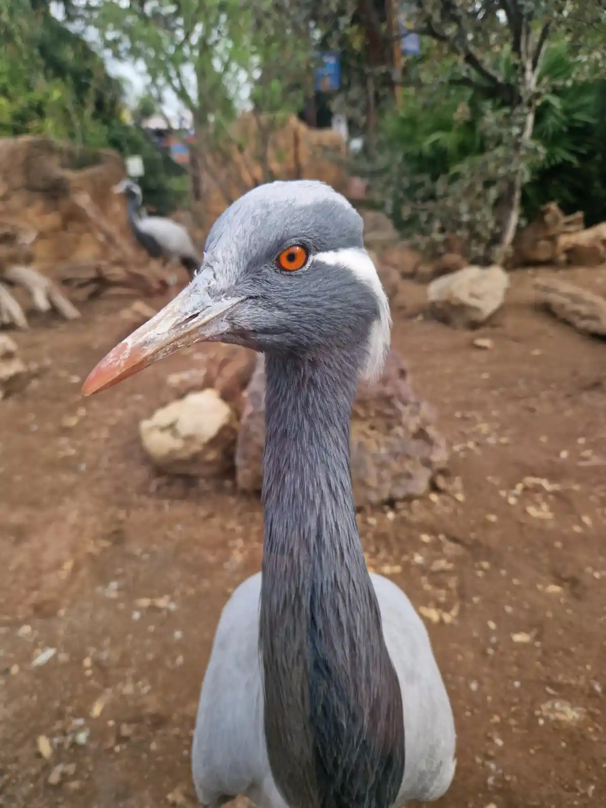 A close-up photo of a grey crane with bright orange eyes and a long neck, looking directly at the camera in an enclosure…