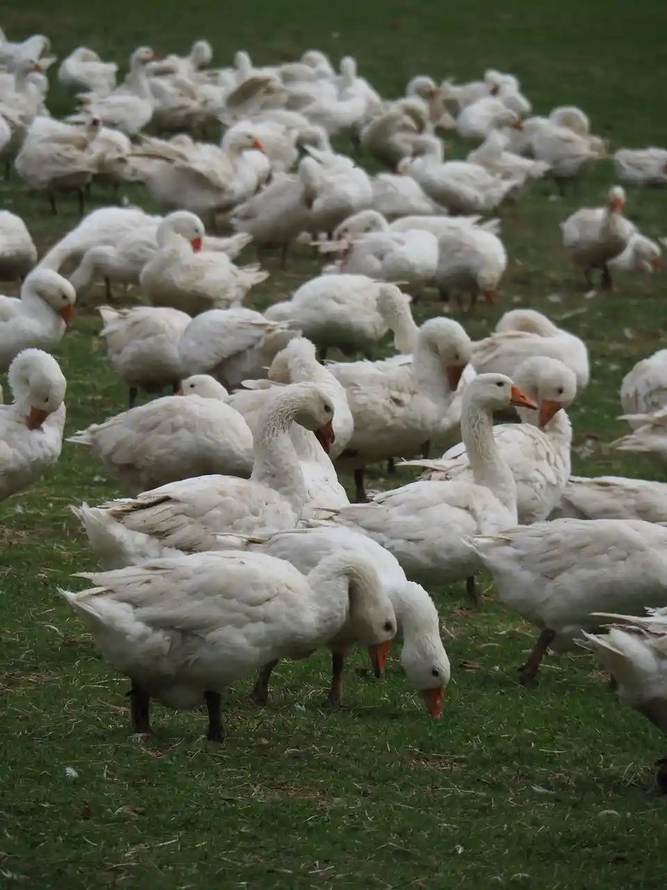 Gänse: A Unique Perspective