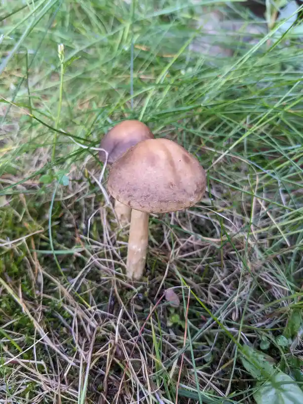 Exploring the wild side of mushrooms in 2024