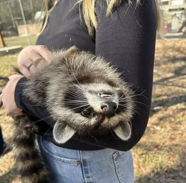 A person in a black shirt and jeans is holding a raccoon that is looking upward with a disgruntled expression. The raccoon's…
