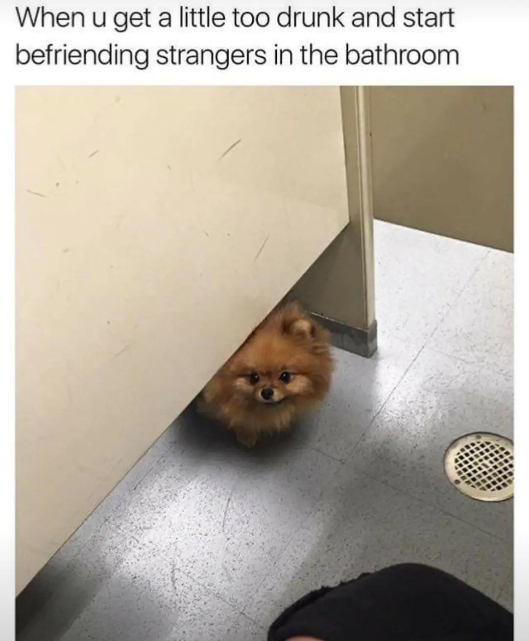 A small, fluffy brown Pomeranian dog peeks out from behind a public restroom stall door, looking directly at the camera. The…