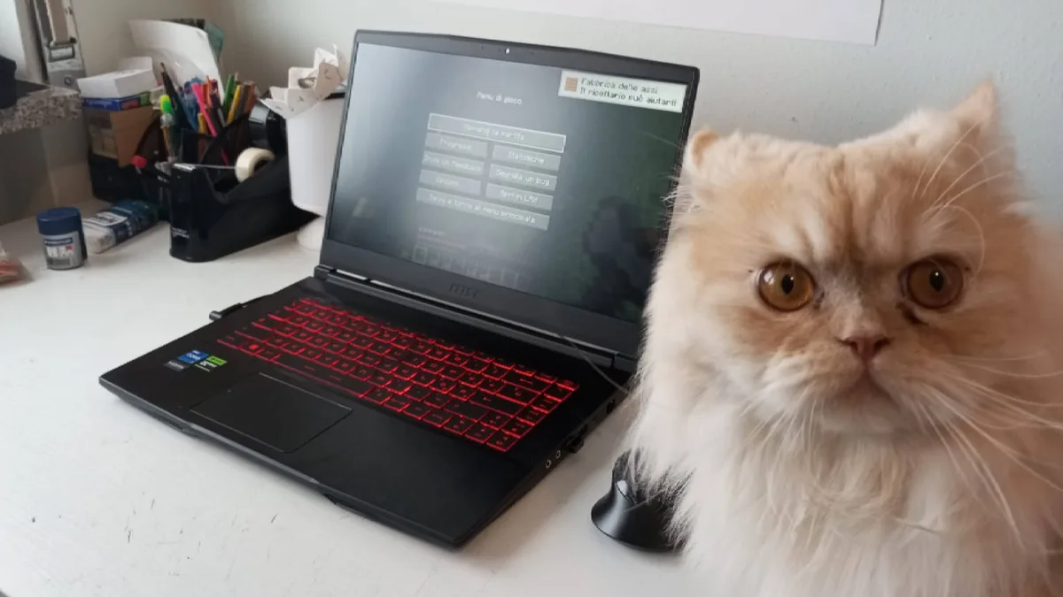 A fluffy, light-colored Persian cat stares intensely at the camera, positioned next to a black MSI laptop with red backlit…