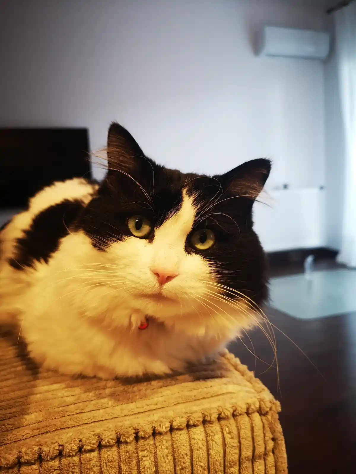 A black and white cat with green eyes stares directly at the camera with a calm, unbothered expression while resting on a…