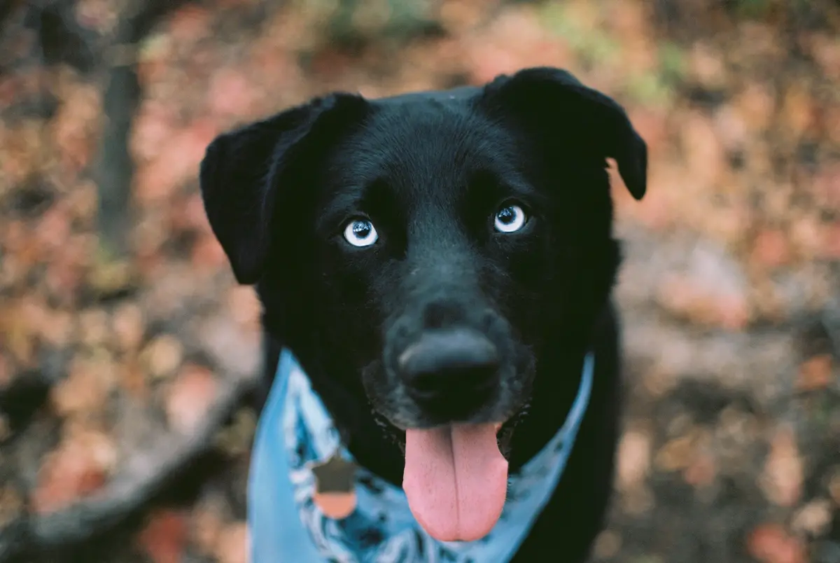 A close-up photo of a black dog with bright blue eyes, wearing a blue bandana, looking directly at the camera with its…