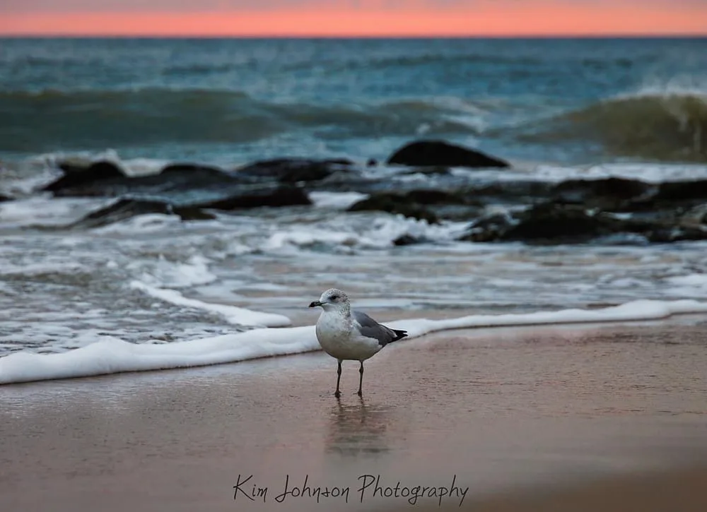 The Majestic Seagull