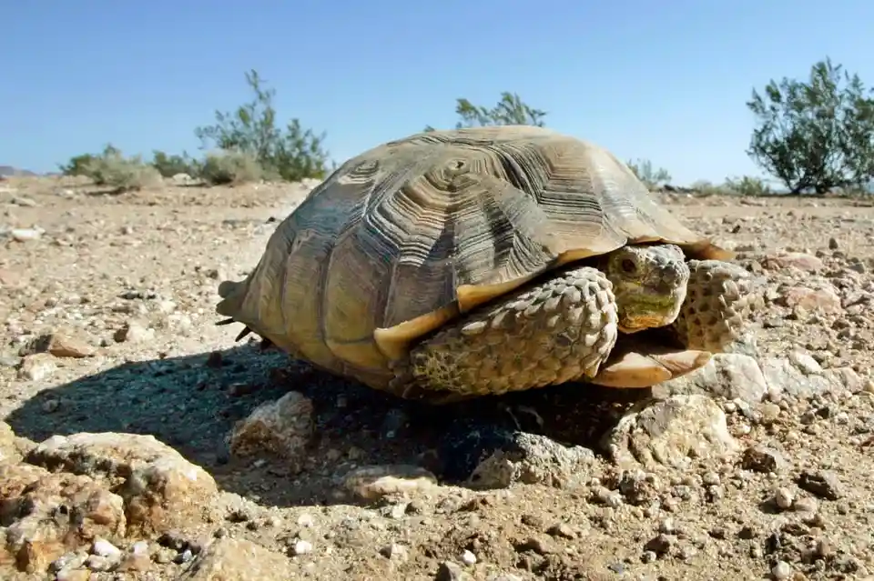 A desert tortoise is pictured in a dry, rocky landscape under a clear blue sky, with sparse shrubs in the background. The…