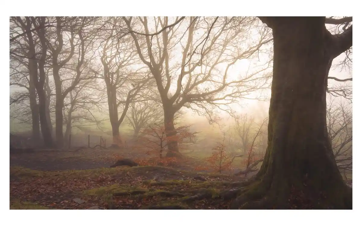 Mysterious Foggy Morning