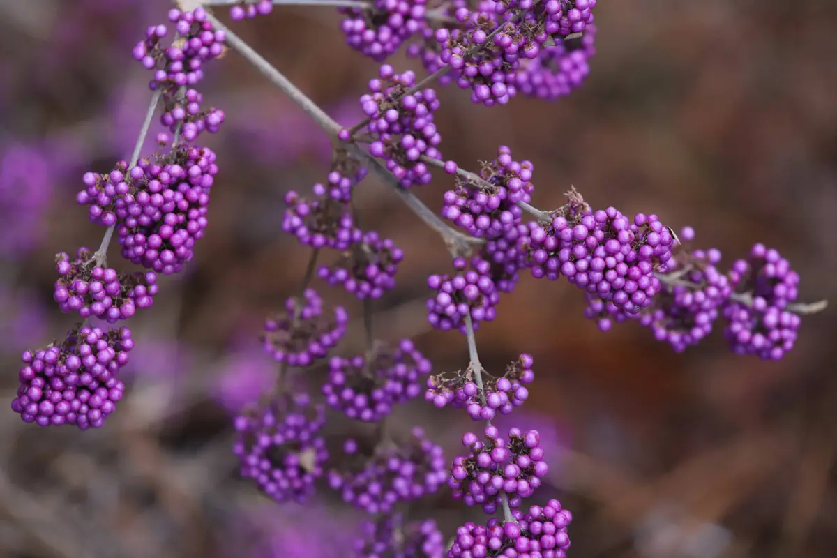 A close-up photograph of clusters of small, round, purple berries hanging from thin branches against a blurred brown…