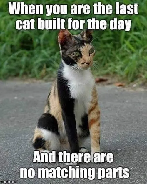 A calico cat with black, white, and orange patches sits on an asphalt surface, looking slightly off to the side with a…