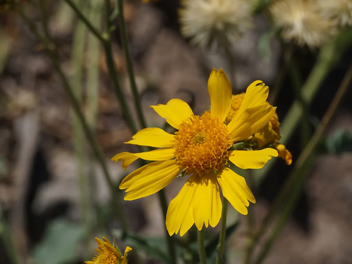 A close-up photograph of a vibrant yellow flower with a dense orange center and slightly ragged petals, set against a…