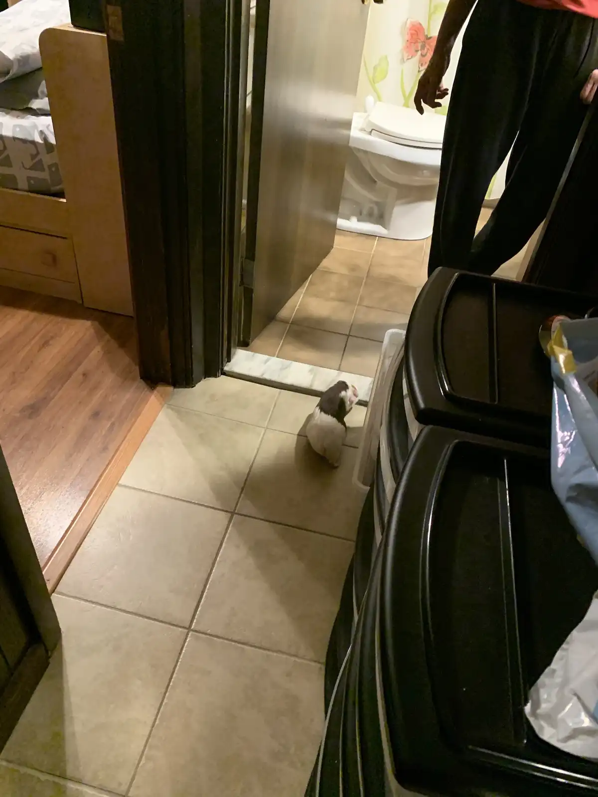 A small black-and-white guinea pig sits on a tiled floor near a partially open bathroom door, looking toward a person…