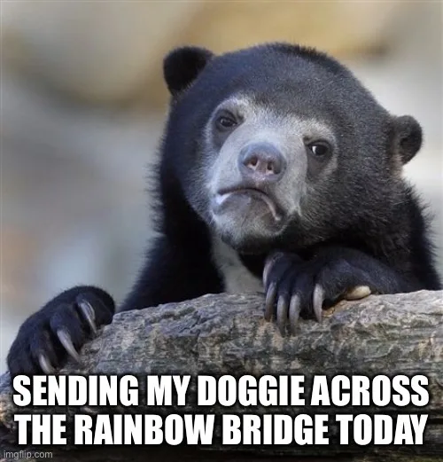 A black bear with a sad, melancholic expression rests its paws on a log. White bold text overlaid at the bottom reads…