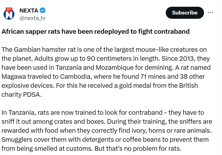 A screenshot of a Nexta TV article detailing how African sapper rats, specifically Gambian hamster rats, are now trained in…