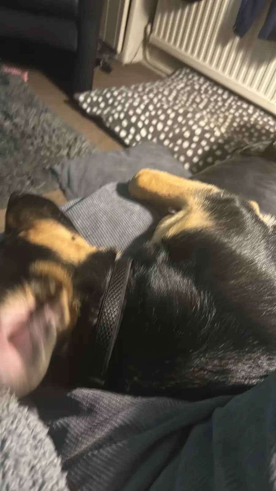A black and tan dog is lying on its back on a grey blanket, appearing to be sleeping or resting with its head turned away…
