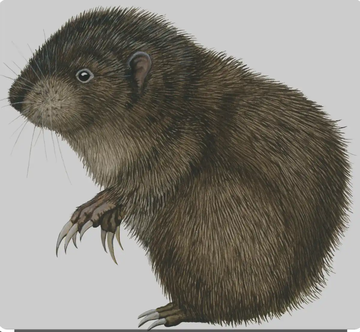 A detailed illustration of a small, furry rodent with prominent, sharp claws on its front paws and a rounded body covered in…