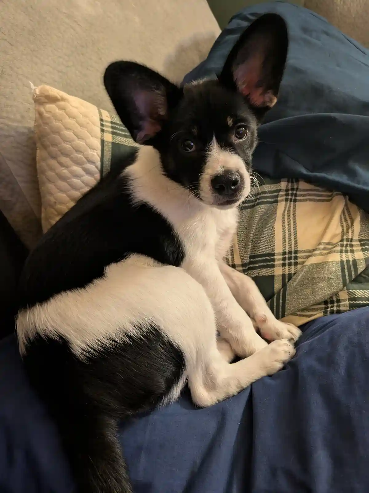 A small black and white dog with large, alert ears is curled up on a bed, looking directly at the camera with a calm…