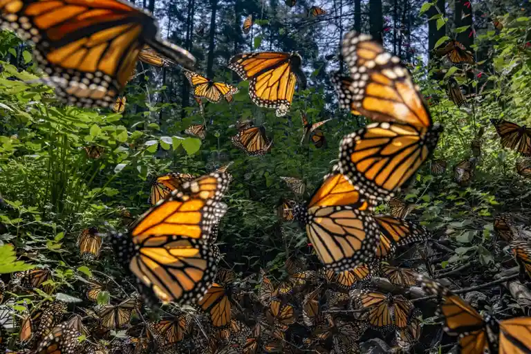 Witness the Majesty: Monarch Migration at El Rosario Sanctuary in Michoacan, Mexico