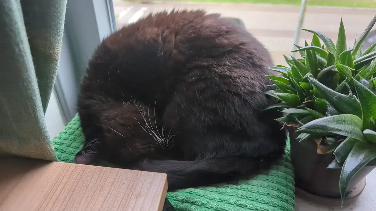 A fluffy black cat is curled up tightly in a ball on a green textured towel, resting on a windowsill next to a potted…
