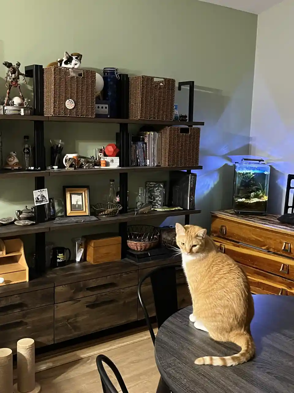 An orange tabby cat sits on a dark wooden table, looking away with a bored expression. In the background, a multi-shelf unit…