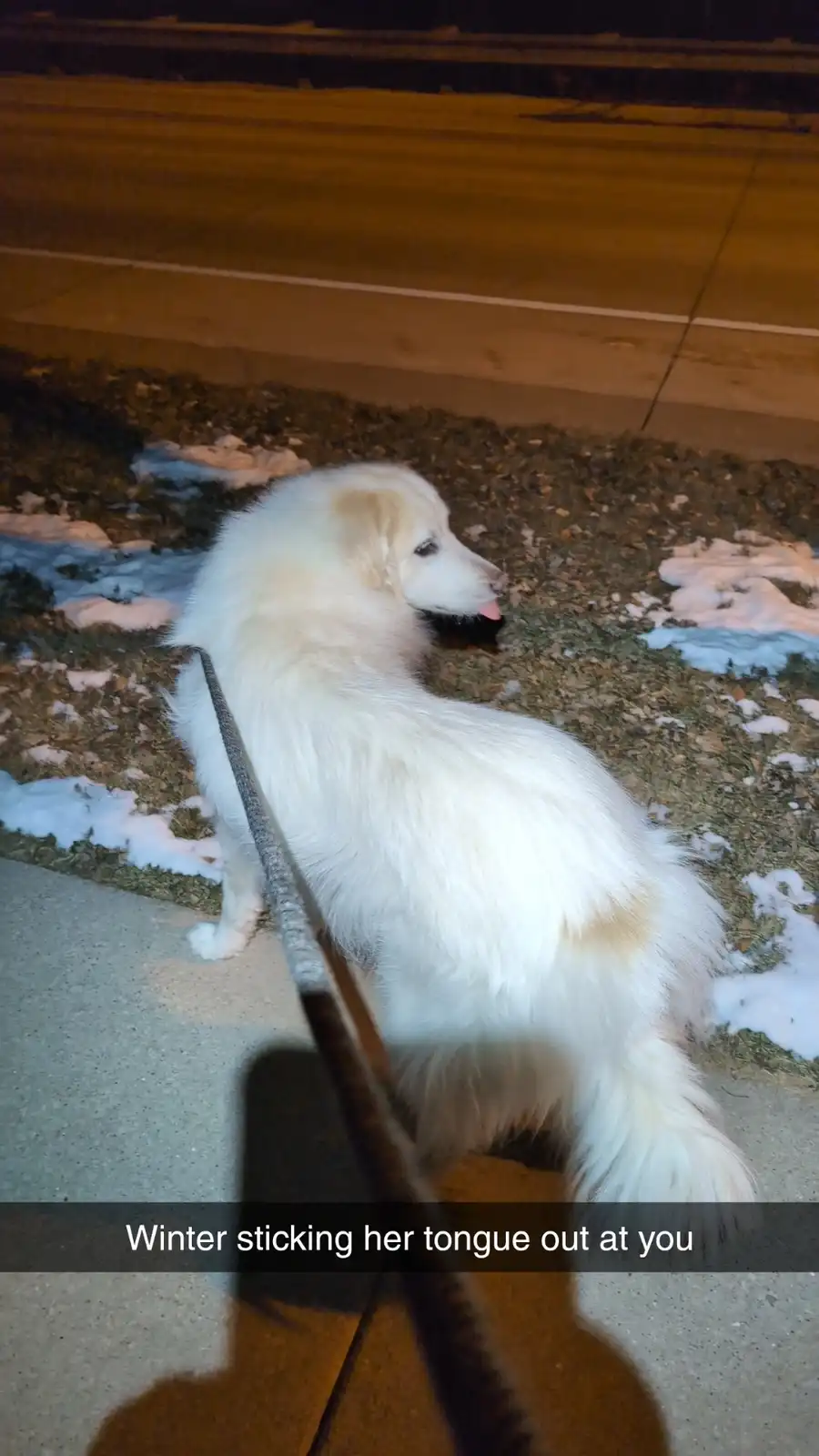 A fluffy white dog named Winter is shown outdoors at night on a sidewalk with patches of snow, her tongue sticking out as if…