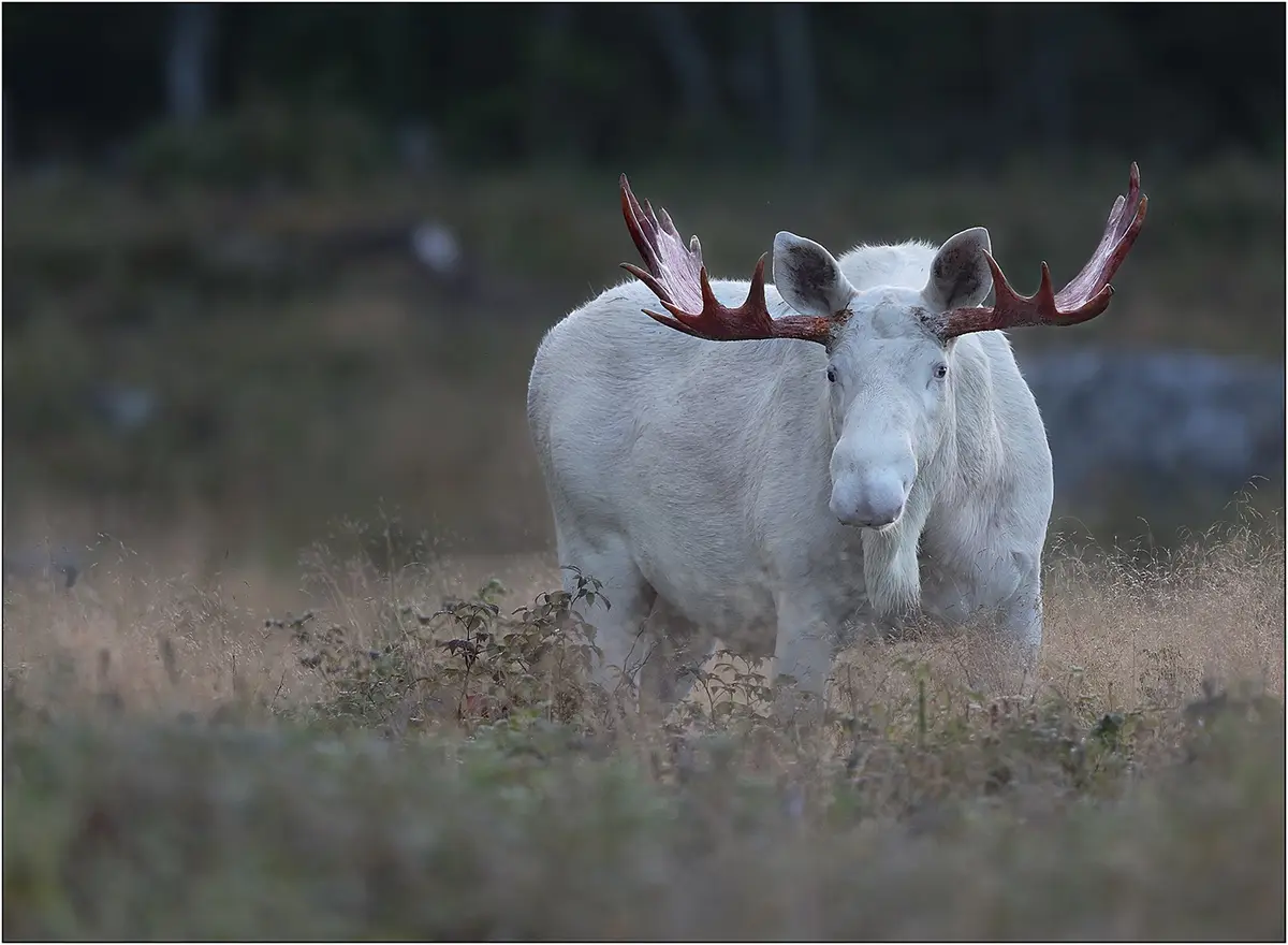 A white moose with large, reddish-brown antlers stands in a field of dry grass, looking directly at the camera. The…