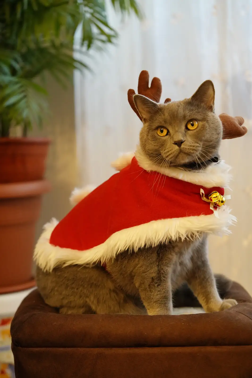 A grey cat with bright yellow eyes sits on a brown cushion, wearing a red Santa-style vest with white fur trim and a gold…