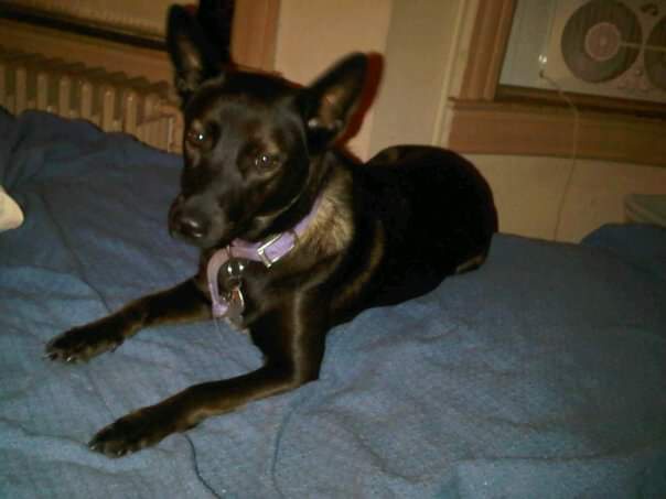 A black dog with pointed ears and a purple collar lies sprawled on a blue bedspread, looking directly at the camera with a…