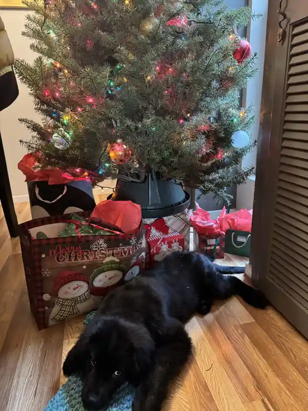 Celebrating My Son's First Magical Christmas